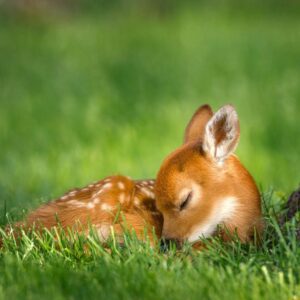 anita humphreys Gallery