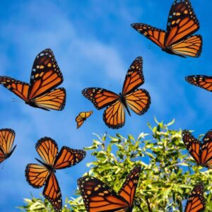 margaret hodge Gallery