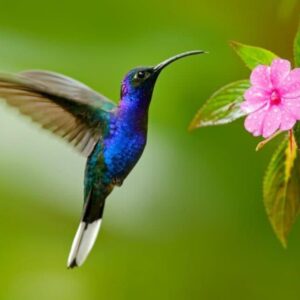 nelda mcclure Gallery